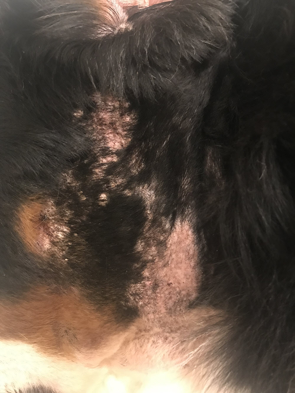 Blue Cured of Pyotraumatic Dermatits on January 9, 2019