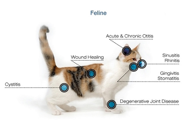 CONDITIONS THAT CAN BE TREATED WITH J-RAY on a Cat