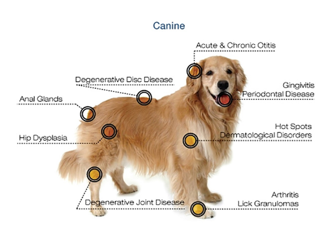 CONDITIONS THAT CAN BE TREATED WITH J-RAY on a Dog