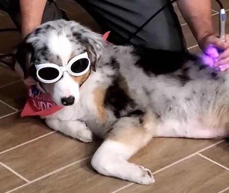 J-Ray Doggles to Protect Your Pet's Eyes