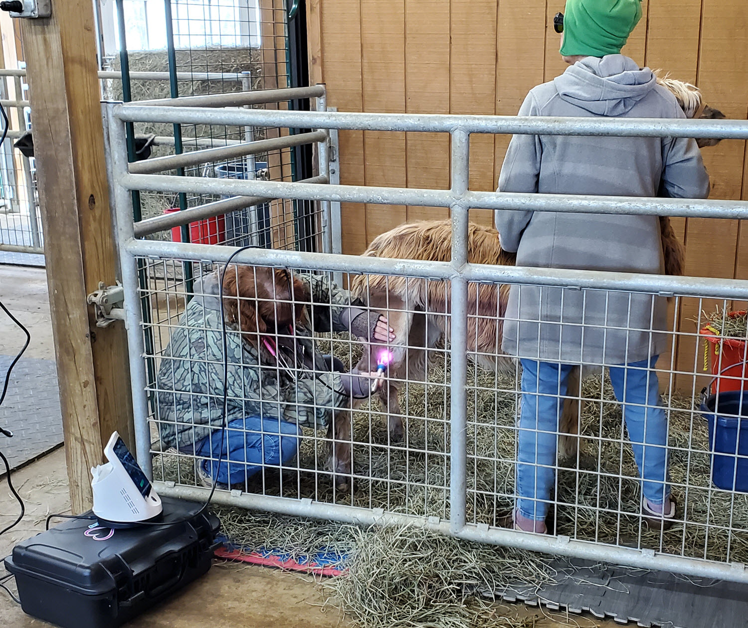 Laser Therapy on an Alpaca