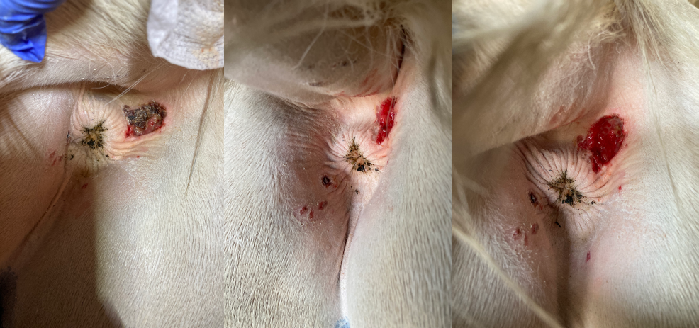 Perianal mass removed in a pinto quarter horse gelding