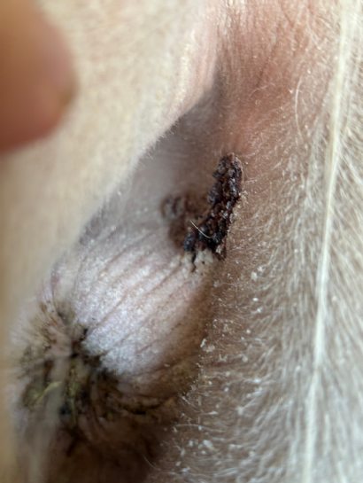 Perianal mass removed in a pinto quarter horse gelding