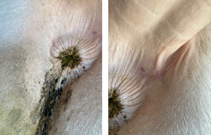 Perianal mass removed in a pinto quarter horse gelding