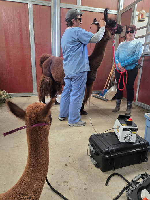 Narnia: 18 Year Old Llama with Neck Pain Issues