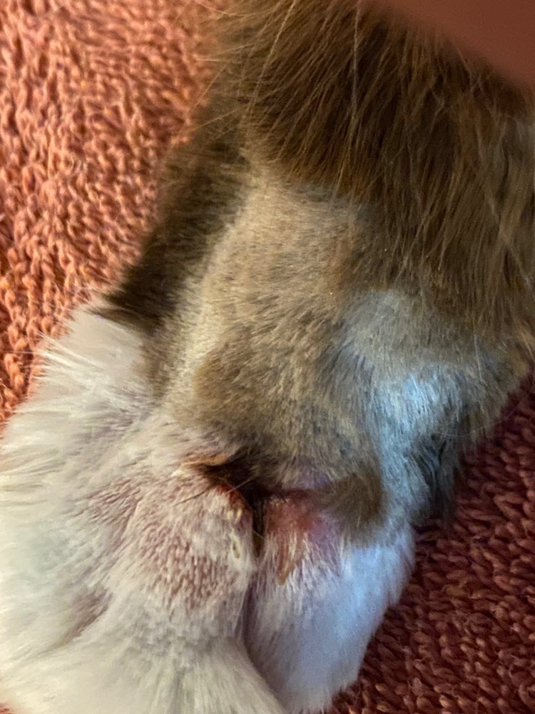 Buddy with oozing open wound - Day 1