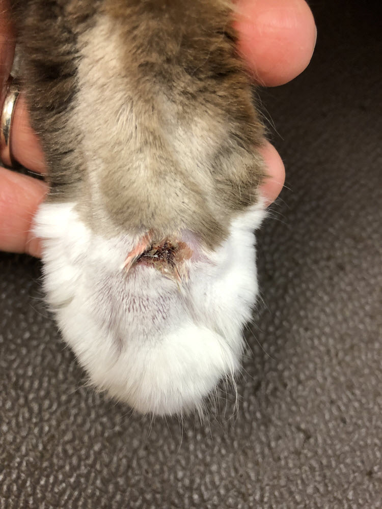 Buddy with oozing open wound - Day 3