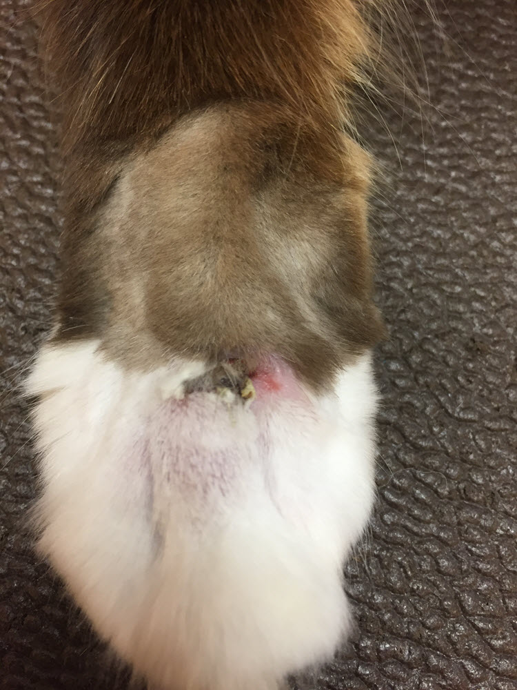 Buddy with oozing open wound - Day 4