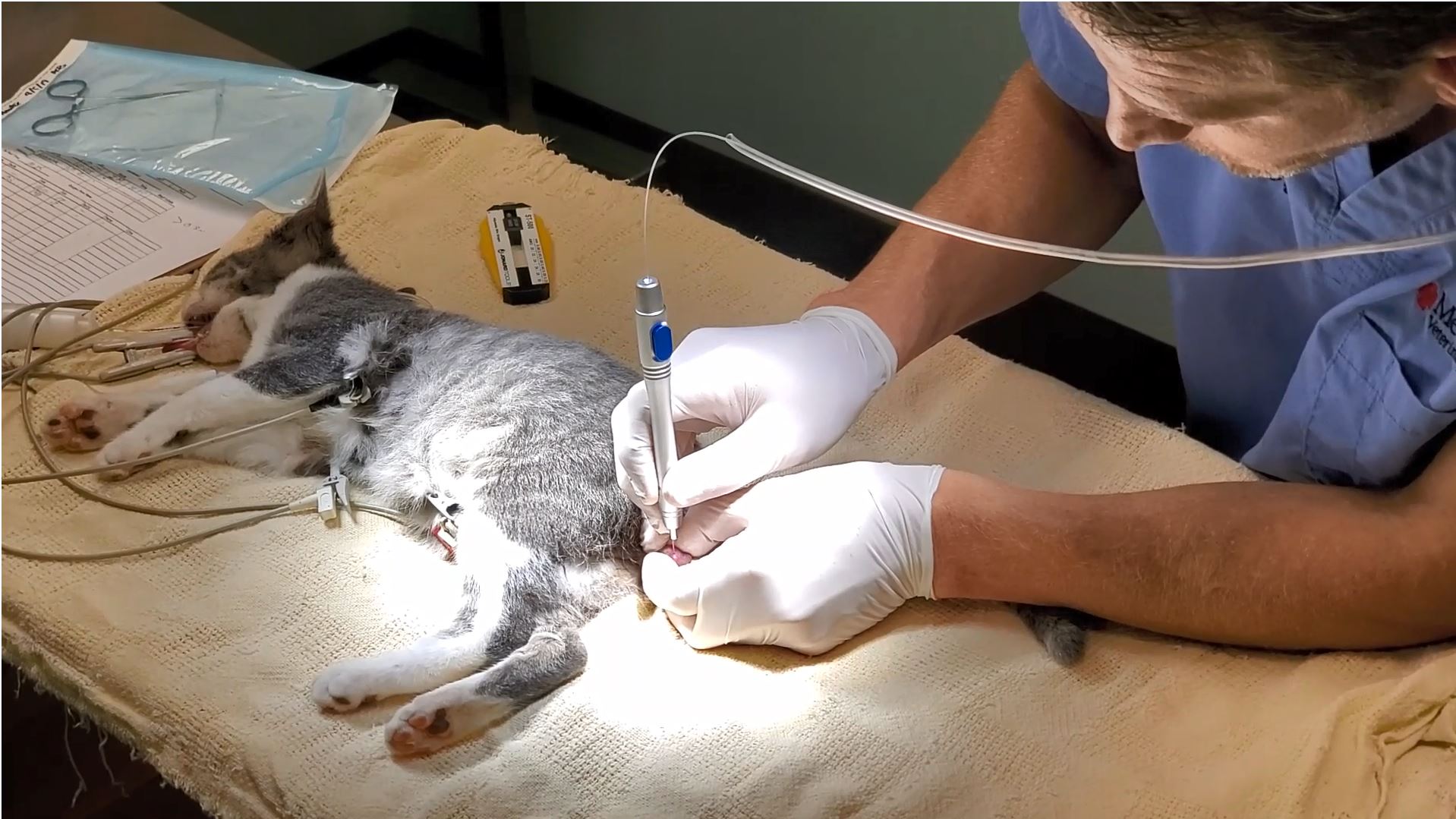 Cat Neuter Laser Surgery TCATCUT